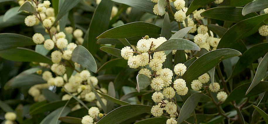 Acacia flowers