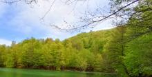 A view of a forrest of trees