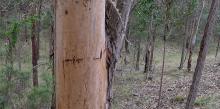 Gippsland Blue Gum trunk