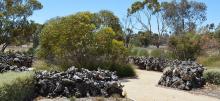 Manangatang Mallee Garden Stump Garden