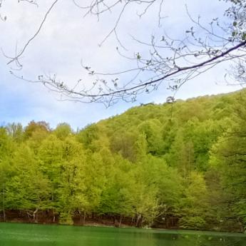 A view of a forrest of trees