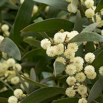 Acacia flowers