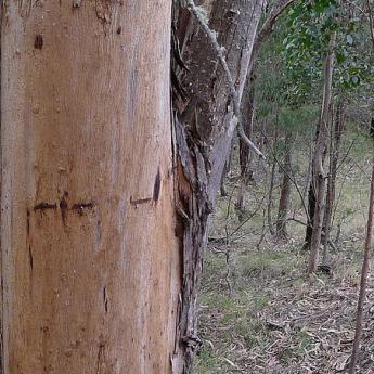 Gippsland Blue Gum trunk